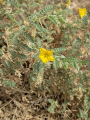 Puncture vine (Tribulus arabicus)