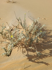 Puncture vine (Tribulus arabicus)