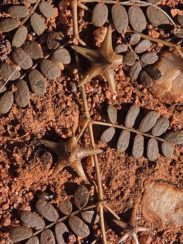 Tribulus astrocarpus (Tribulus astrocarpus)