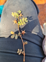Tribulus astrocarpus (Tribulus astrocarpus)
