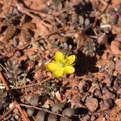 Tribulus astrocarpus (Tribulus astrocarpus)