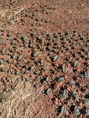 Tribulus astrocarpus (Tribulus astrocarpus)