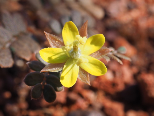 Tribulus astrocarpus (Tribulus astrocarpus)