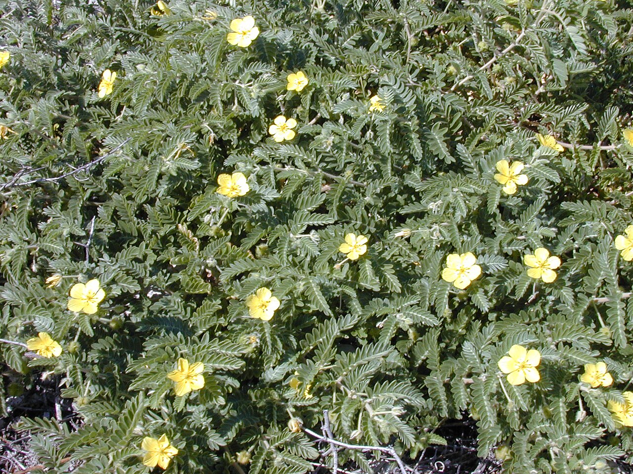 Jamaican feverplant: Tribulus cistoides (flowers and leaves). Location: Maui, Kanaio beach