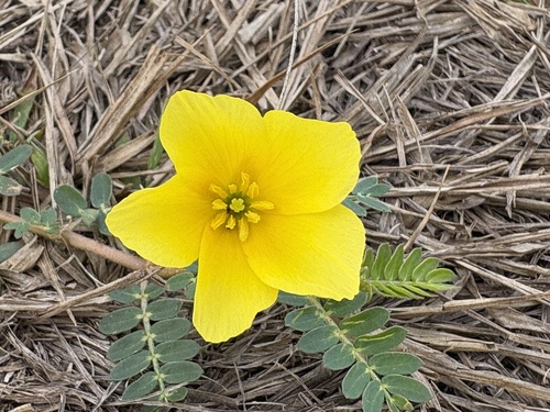 Jamaican feverplant (Tribulus cistoides)