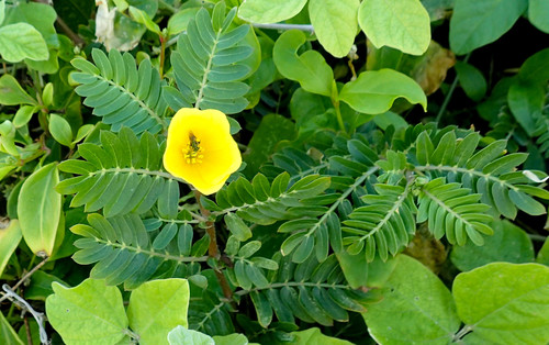 Jamaican feverplant (Tribulus cistoides)