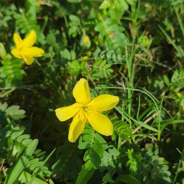 Jamaican feverplant (Tribulus cistoides)