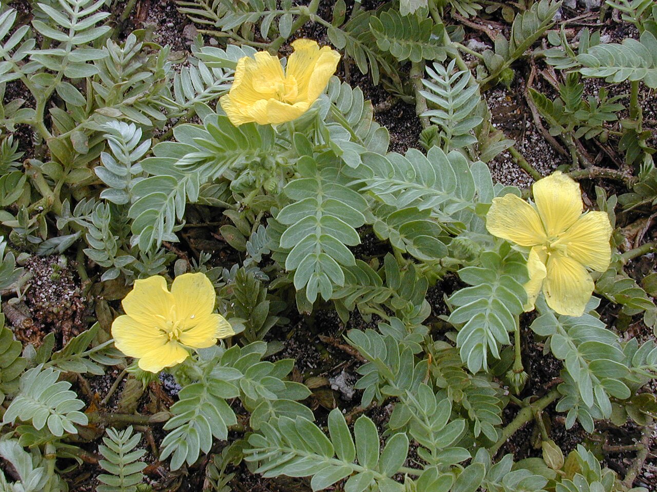 Jamaican feverplant: Tribulus cistoides (flowers and leaves). Location: Kure Atoll, near coast