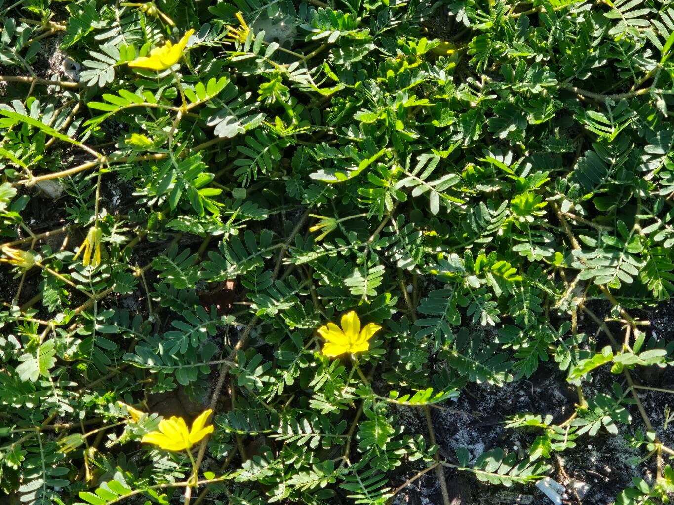 Jamaican feverplant (Tribulus cistoides)
