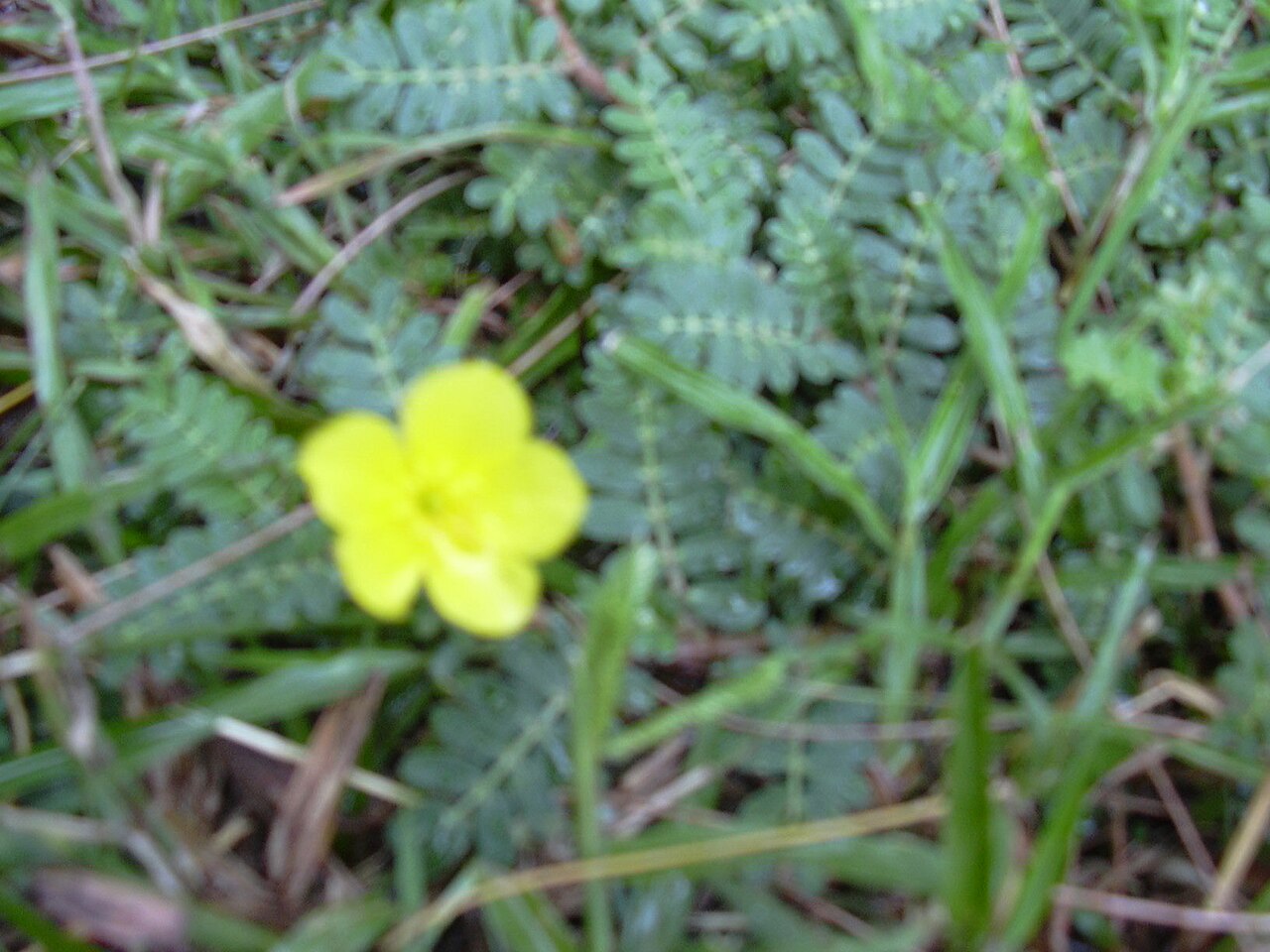 Jamaican feverplant: Tribulus cistoides (habit). Location: Florida, Coquina Beach