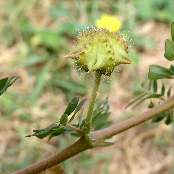 Jamaican feverplant (Tribulus cistoides)