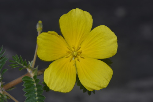 Jamaican feverplant (Tribulus cistoides)