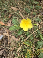 Jamaican feverplant (Tribulus cistoides)
