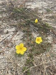Jamaican feverplant (Tribulus cistoides)