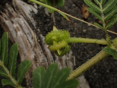 Jamaican feverplant (Tribulus cistoides)