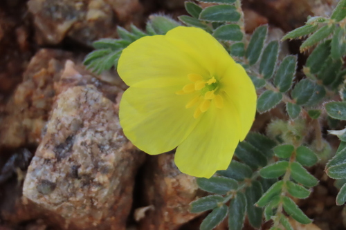 Tribulus cristatus (Tribulus cristatus)