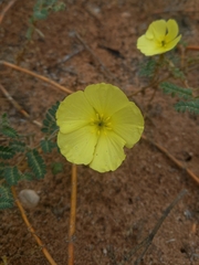 Tribulus cristatus (Tribulus cristatus)