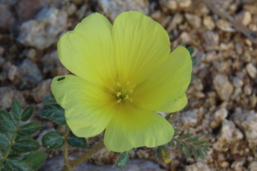 Tribulus cristatus (Tribulus cristatus)