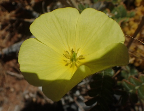 Tribulus cristatus (Tribulus cristatus)