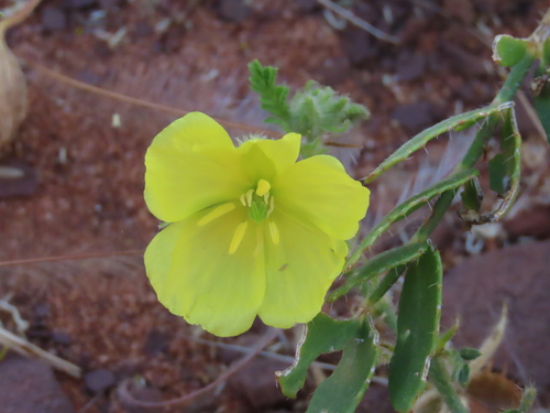 Tribulus cristatus (Tribulus cristatus)