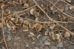 Tribulus cristatus (Tribulus cristatus)