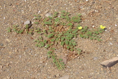 Tribulus cristatus (Tribulus cristatus)