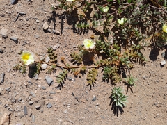 Tribulus cristatus (Tribulus cristatus)