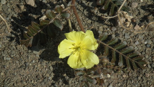 Tribulus cristatus (Tribulus cristatus)