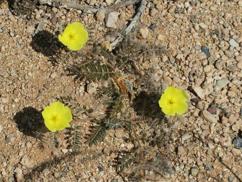 Tribulus cristatus (Tribulus cristatus)