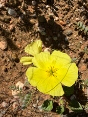 Tribulus cristatus (Tribulus cristatus)