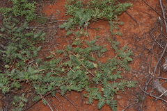 Tribulus eichlerianus (Tribulus eichlerianus)