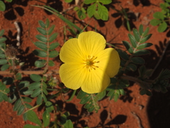 Tribulus eichlerianus (Tribulus eichlerianus)