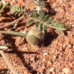 Tribulus eichlerianus (Tribulus eichlerianus)