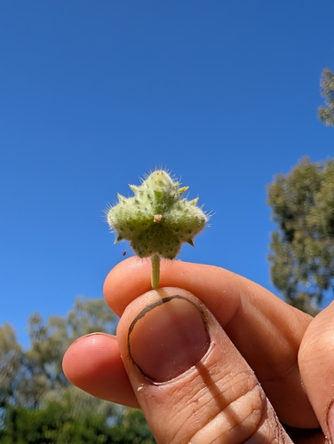 Tribulus eichlerianus (Tribulus eichlerianus)