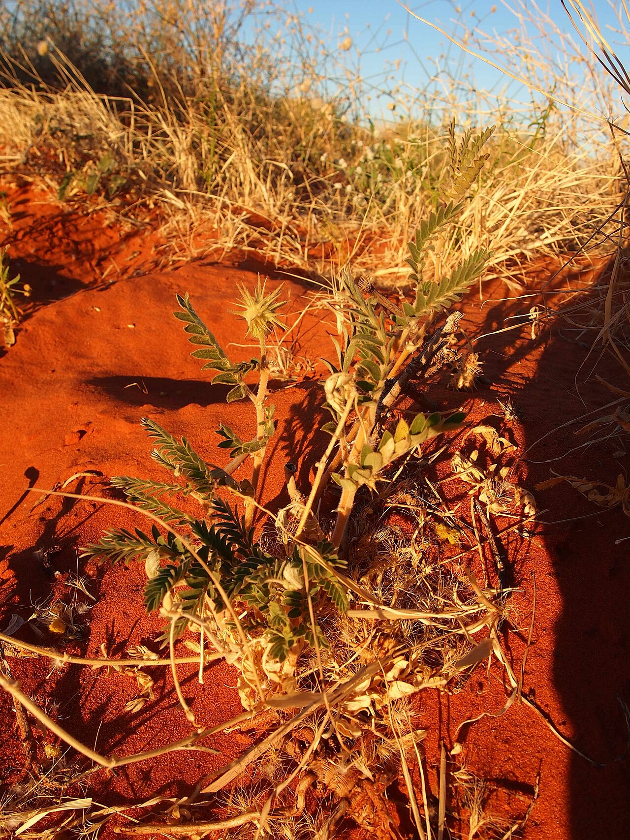Tribulus hystrix: Tribulus hystrix habit