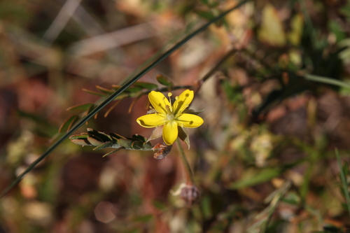 Tribulus macrocarpus (Tribulus macrocarpus)