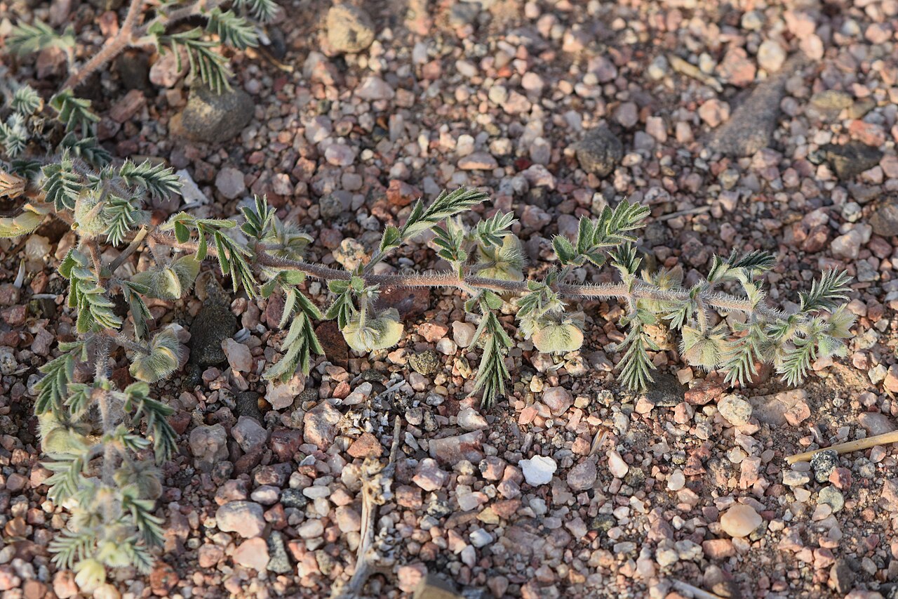 Tribulus macropterus: Tribulus macropterus in Akaba in Jordan