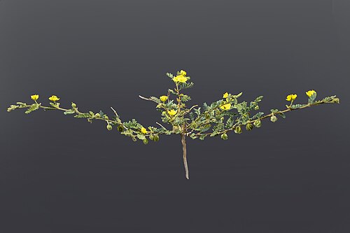 Tribulus macropterus: Epoxy resin botanical models of Tribulus macropterus, made by Sebastian Brandt (Reco-Brandt). The models reproduce the botanical structures faithfully down to m