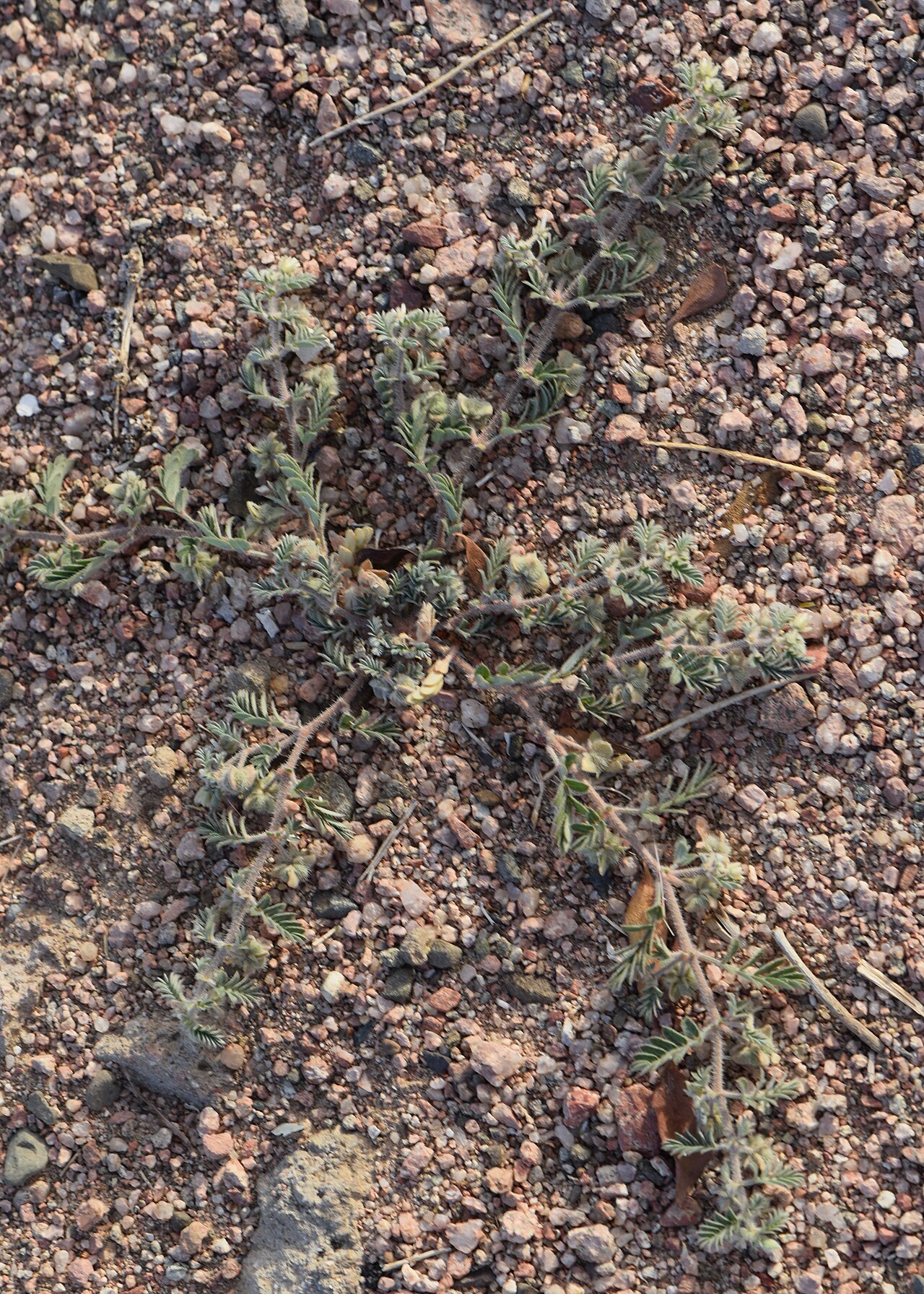 Tribulus macropterus: Tribulus macropterus in Akaba in Jordan