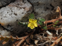Tribulus minutus (Tribulus minutus)