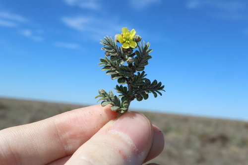 Tribulus minutus (Tribulus minutus)