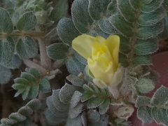 Tribulus mollis (Tribulus mollis)