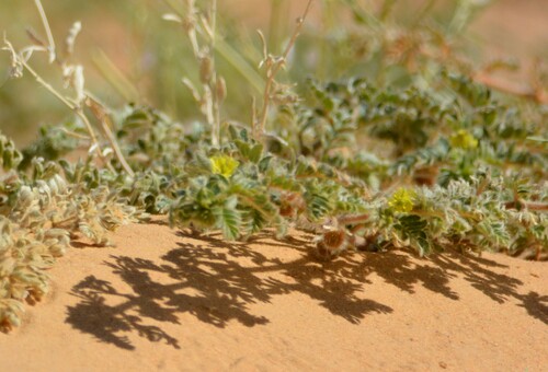 Tribulus mollis (Tribulus mollis)