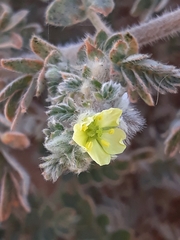 Tribulus mollis (Tribulus mollis)