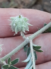 Tribulus pentandrus (Tribulus pentandrus)