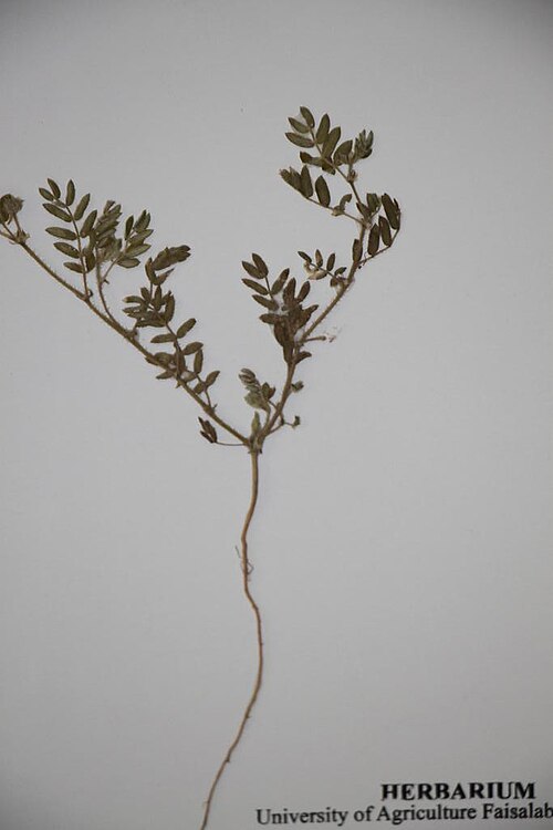 Tribulus pentandrus: Tribulus pentandrus — Specimen from Dingarh, Pakistan. Collected by Aisha Tahir (2013-04-01). Recorded in GBIF occurrence 2249081043 .