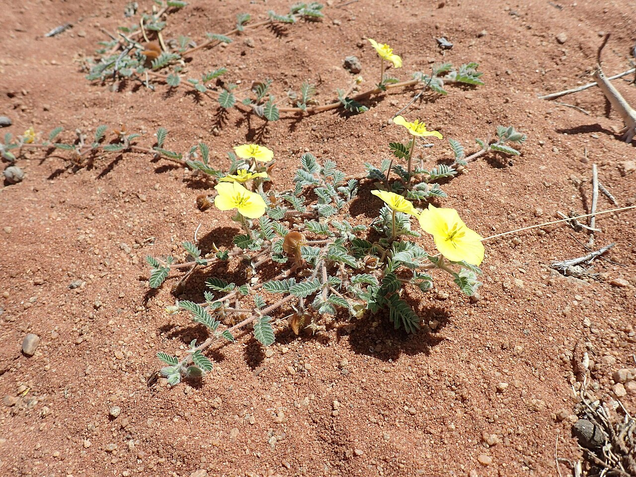Tribulus pentandrus: Tribulus pentandrus — Field observation from Namakwa District Municipality, South Africa, South Africa. Collected by Mahomed Desai (2023-03-29). Recorded in GBI
