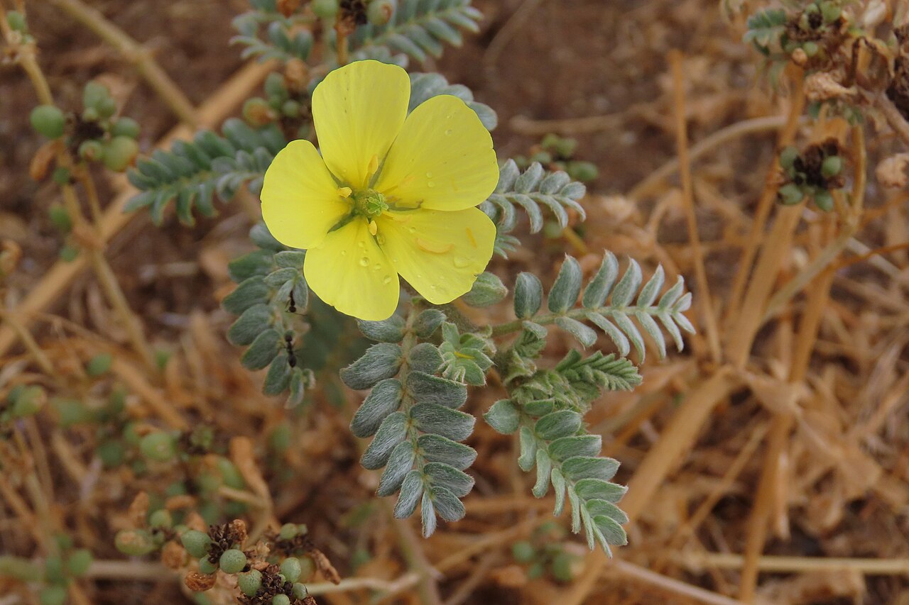 Tribulus pentandrus: Tribulus pentandrus — Field observation from Karas Region, Namibia, Namibia. Collected by dune_ninja (2026-04-03). Recorded in GBIF occurrence 6352674977 .
