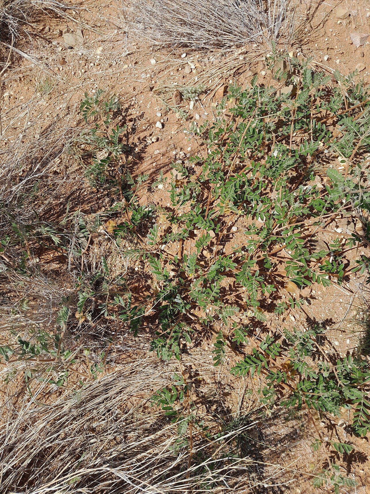 Tribulus pentandrus: Tribulus pentandrus — Field observation from Karas Region, Namibia, Namibia. Collected by Nogga_Eugene (2024-05-03). Recorded in GBIF occurrence 6480499563 .