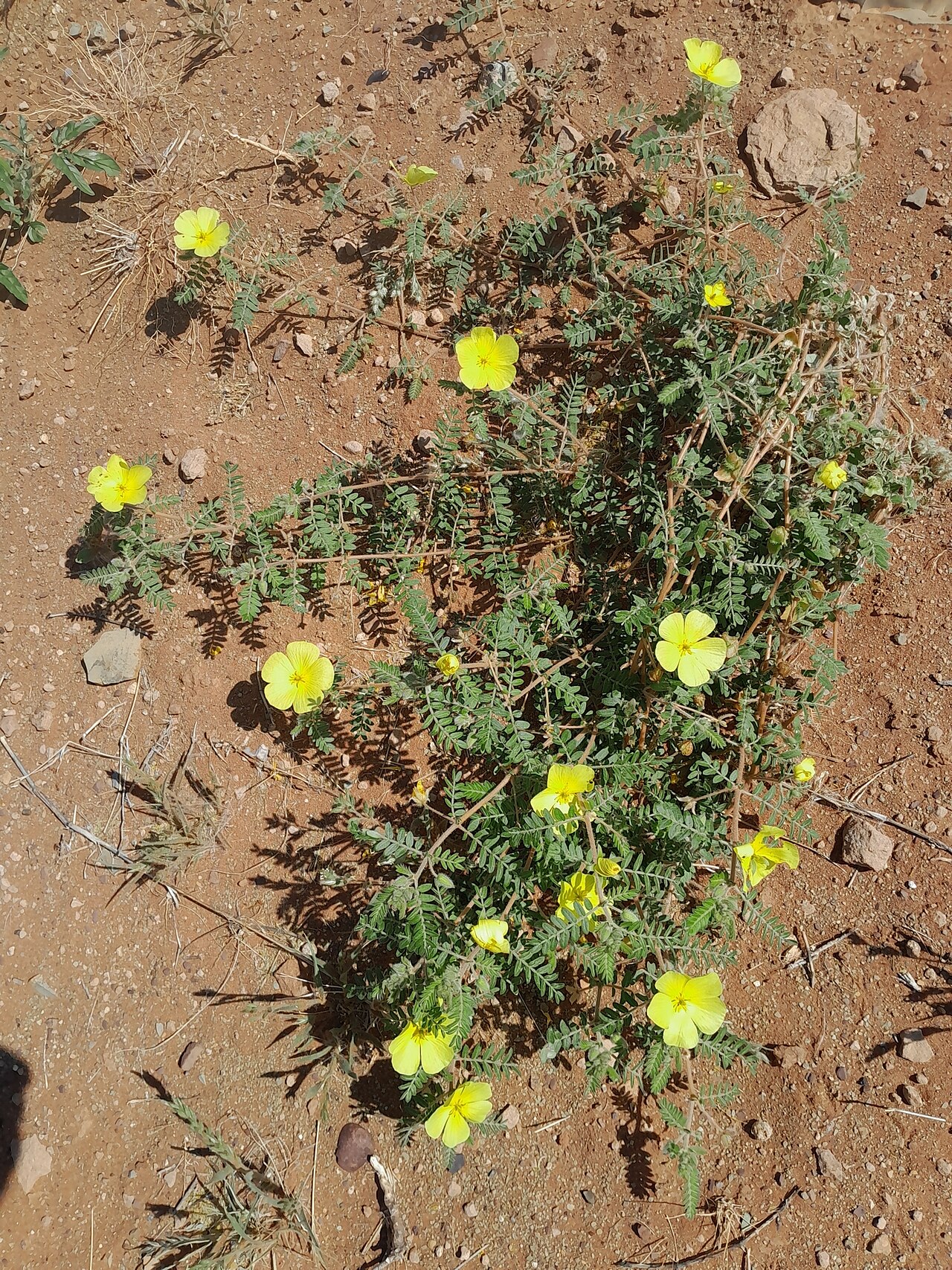Tribulus pentandrus: Tribulus pentandrus — Field observation from Karas, NA-KA, NA, Namibia. Collected by Nogga_Eugene (2024-05-04). Recorded in GBIF occurrence 6480934168 .